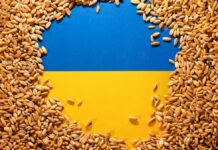 Вновь об украинском зерне