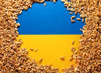 Вновь об украинском зерне