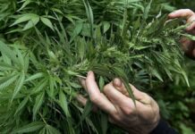 В Молдове будут выращивать растительные наркотики