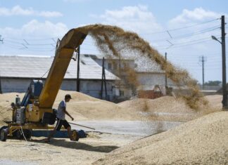 Румыния может внести запрет на ввоз украинского зерна из Молдовы