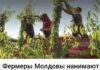 Великое переселение по-пассовски: как правительство заменило молдавских фермеров импортными мигрантами