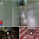 «Экологичная медицина» от PAS: лягушки и мыши в детской палате